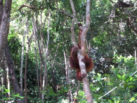 オランウータン見学ツアー